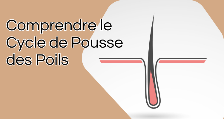 Le Cycle de Pousse du Poil